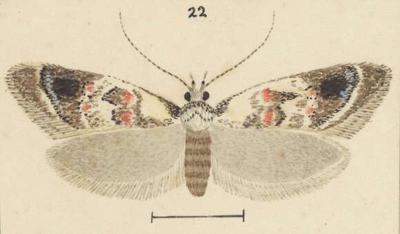 Image of Trachypepla roseata Philpott 1923