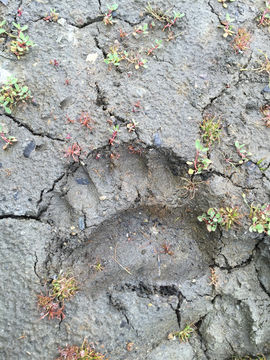 18.https www inaturalist org photos 4244123.580x360
