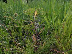 Image de rorippe à petites fleurs