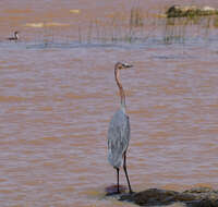 Image of Goliath Heron