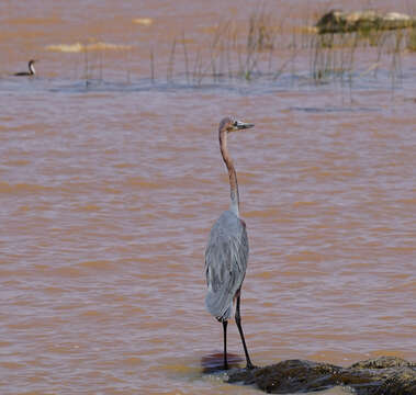 Image of Goliath Heron