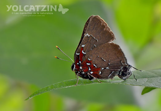 18.https www inaturalist org photos 4245145.580x360