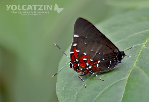 18.https www inaturalist org photos 4245146.580x360