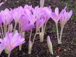 Image of Autumn crocus