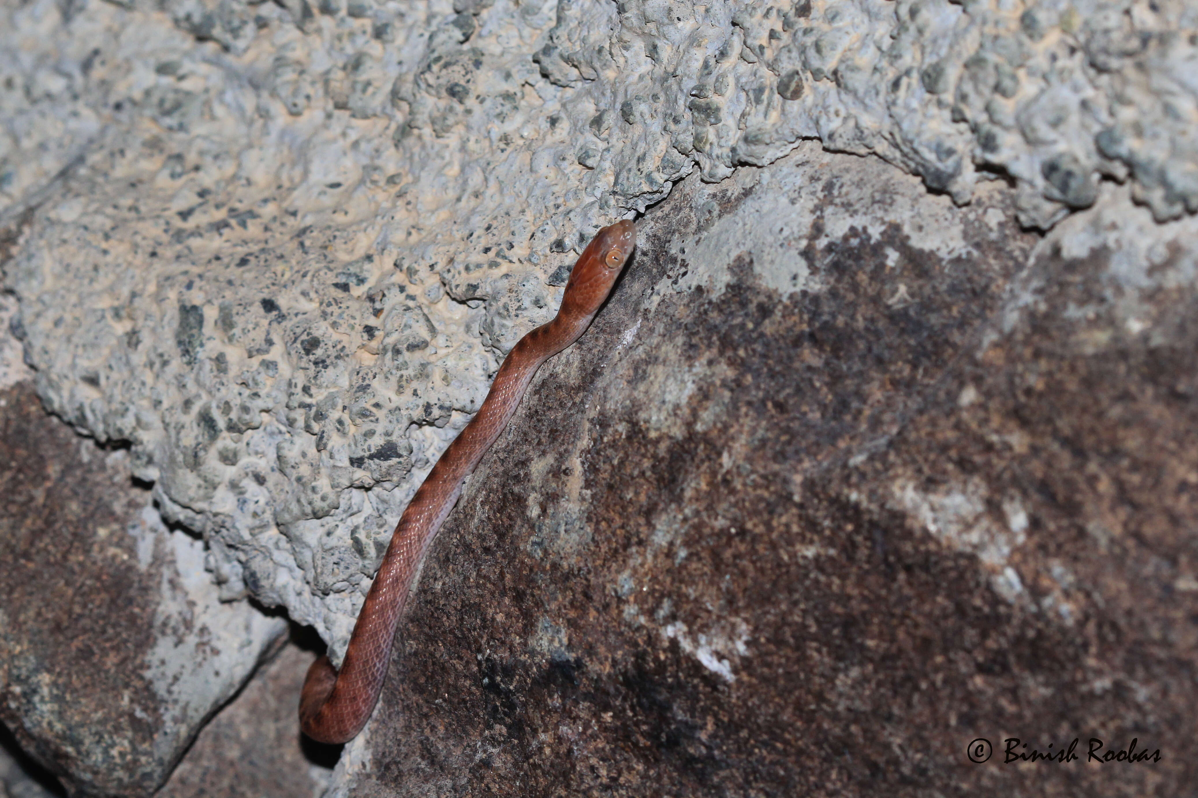 Image of Arabian Tiger Snake