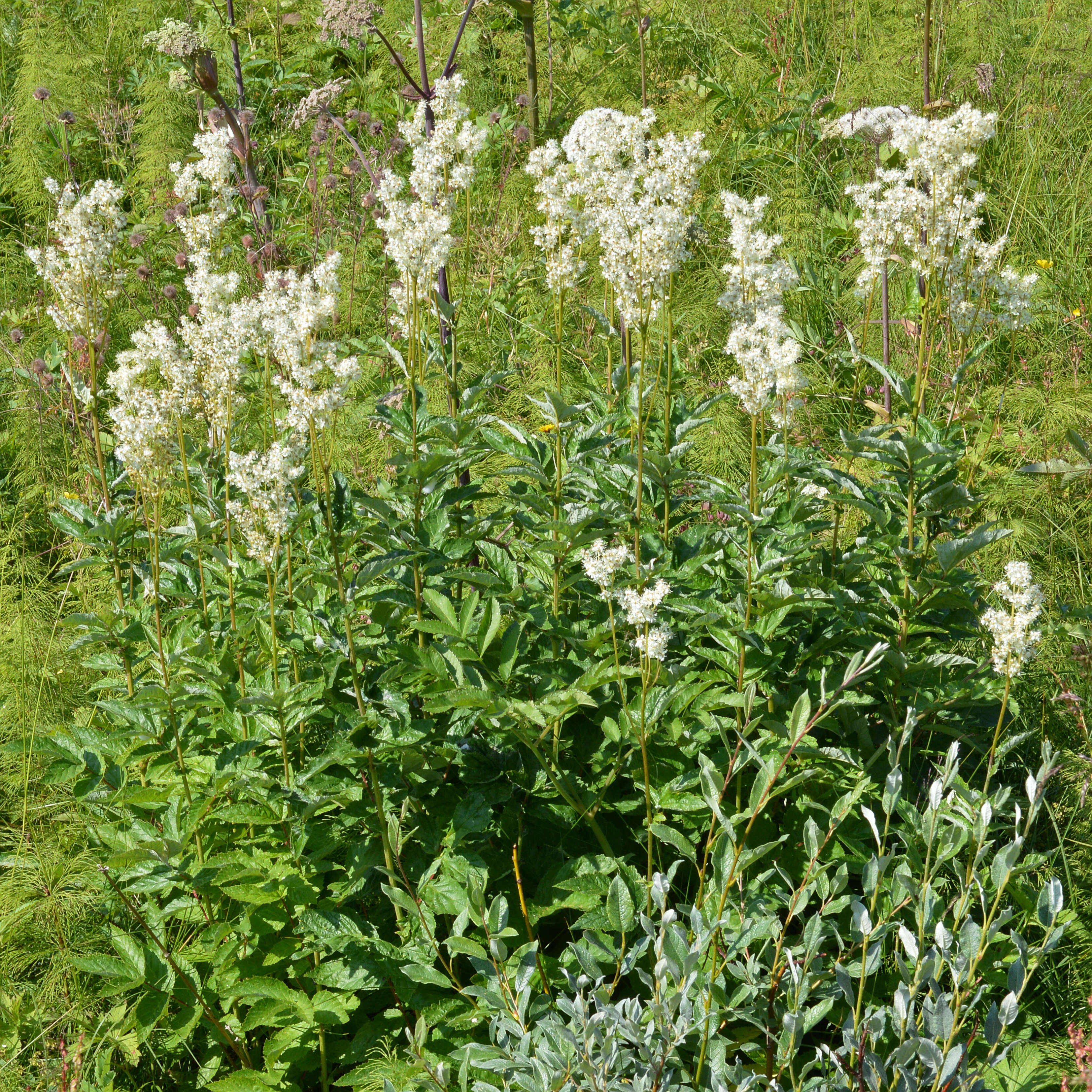 Image of Meadowsweet