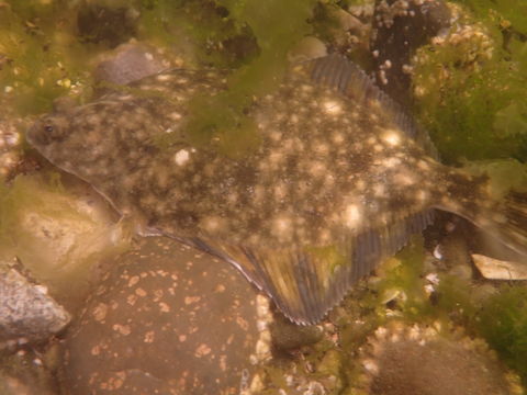 Image of Starry Flounder