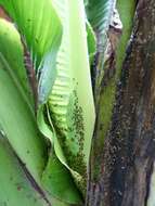 Image of Banana aphid