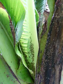 Image of Banana aphid