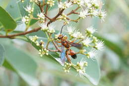 Image of Syzygium caryophyllatum (L.) Alston