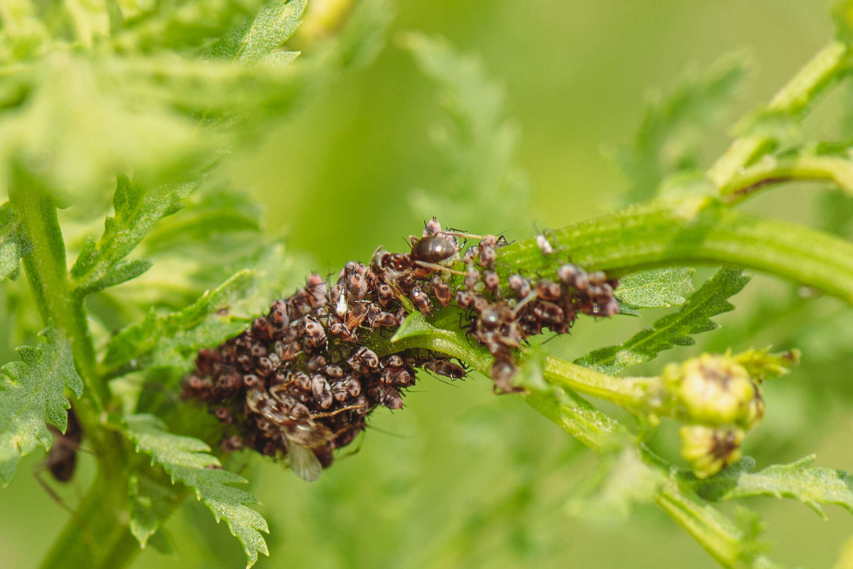 Слика од Formica truncorum Fabricius 1804