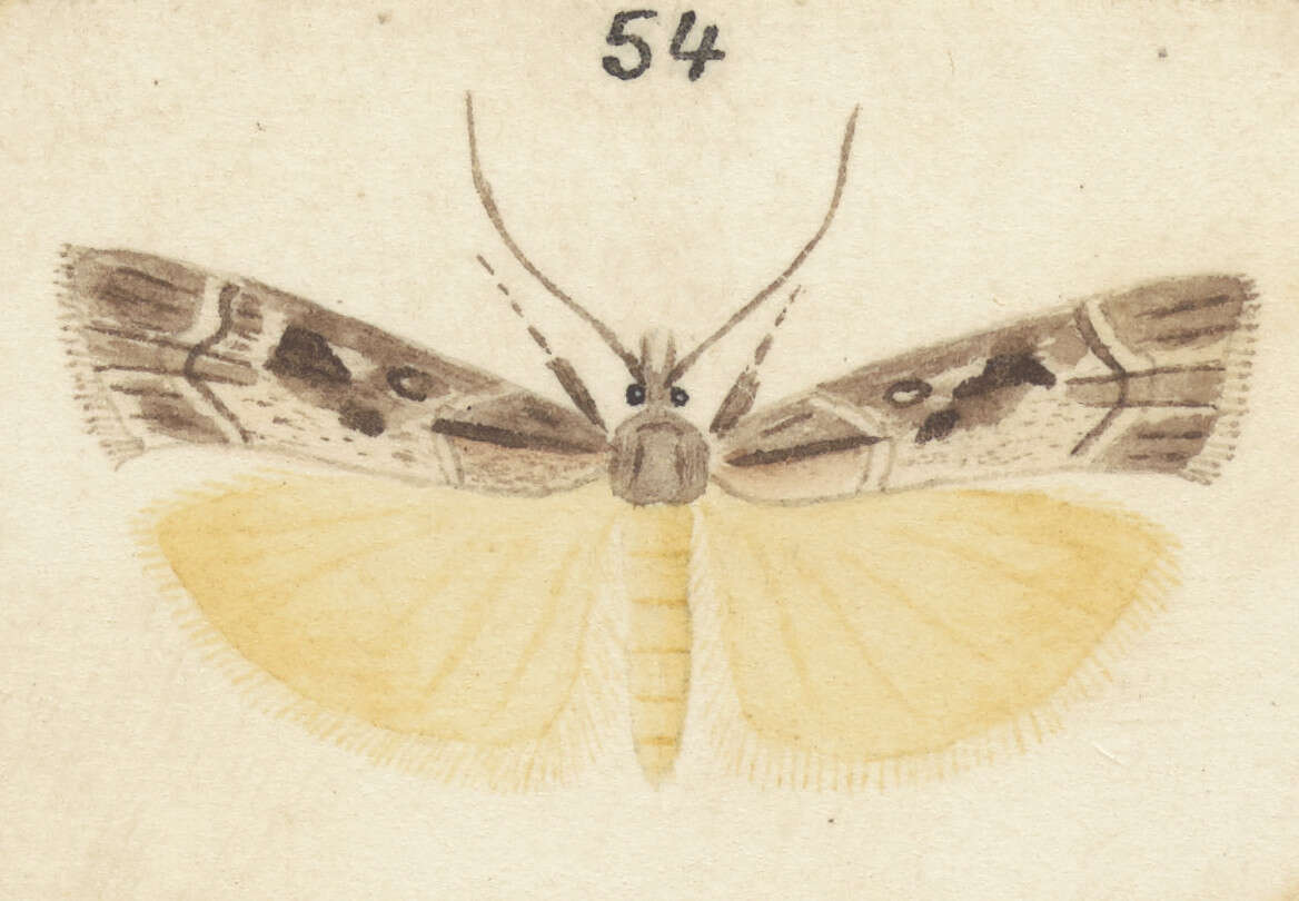 Image of Scoparia cyameuta Meyrick