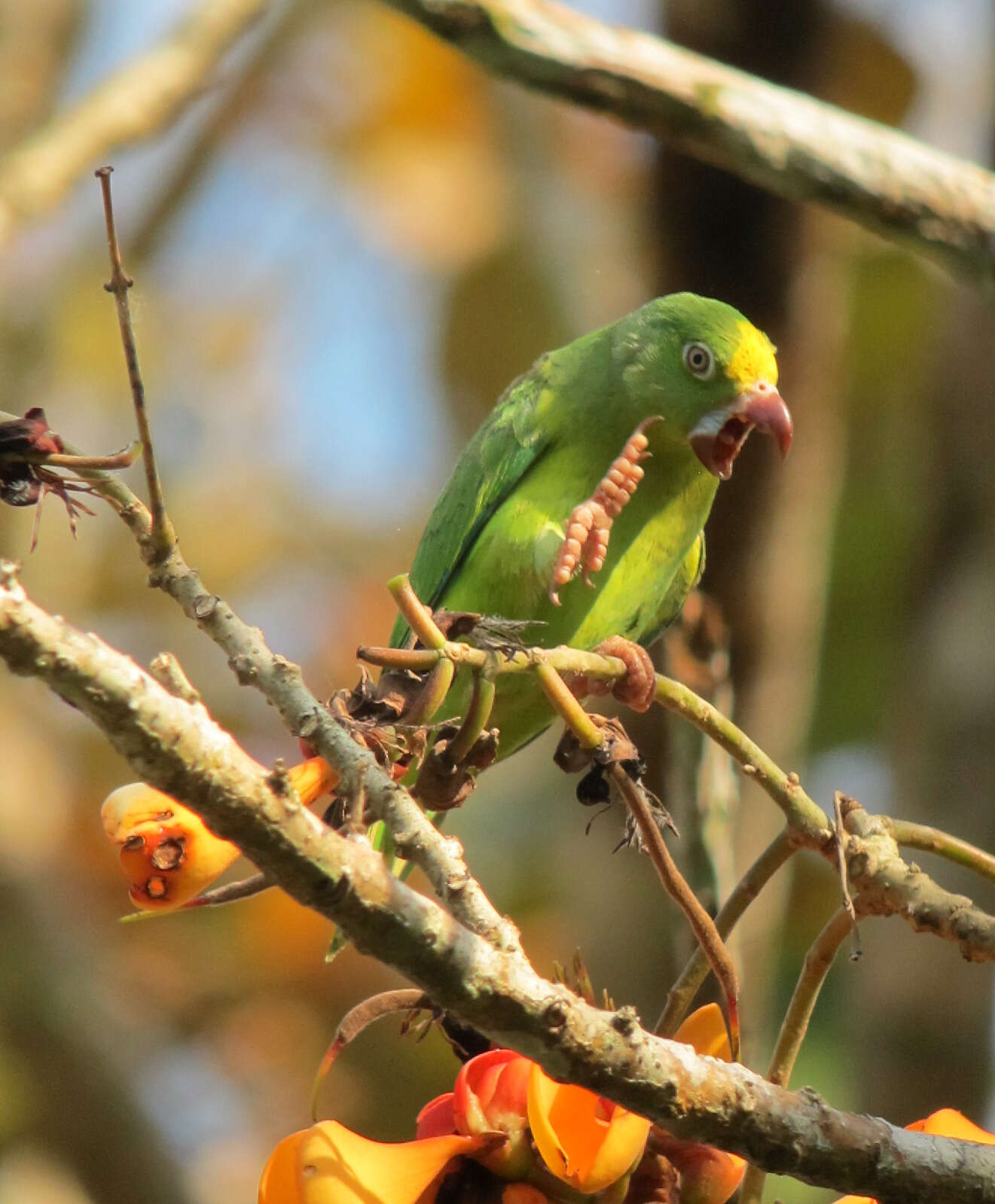 Image of Tui Parakeet