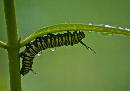 18.https www inaturalist org photos 4249139.580x360