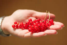 Image of Red Currant