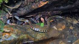 Image de Rhabdophis tigrinus (F. Boie 1826)