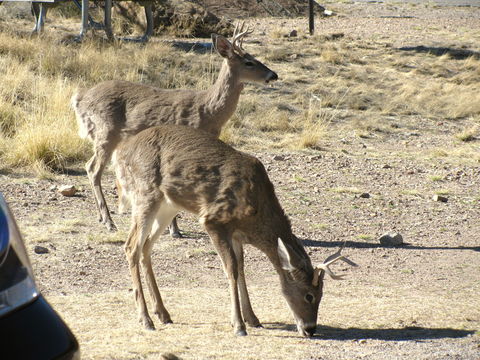 18.https www inaturalist org photos 4250332.580x360