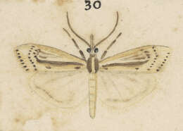 Imagem de Orocrambus ramosellus Doubleday 1843