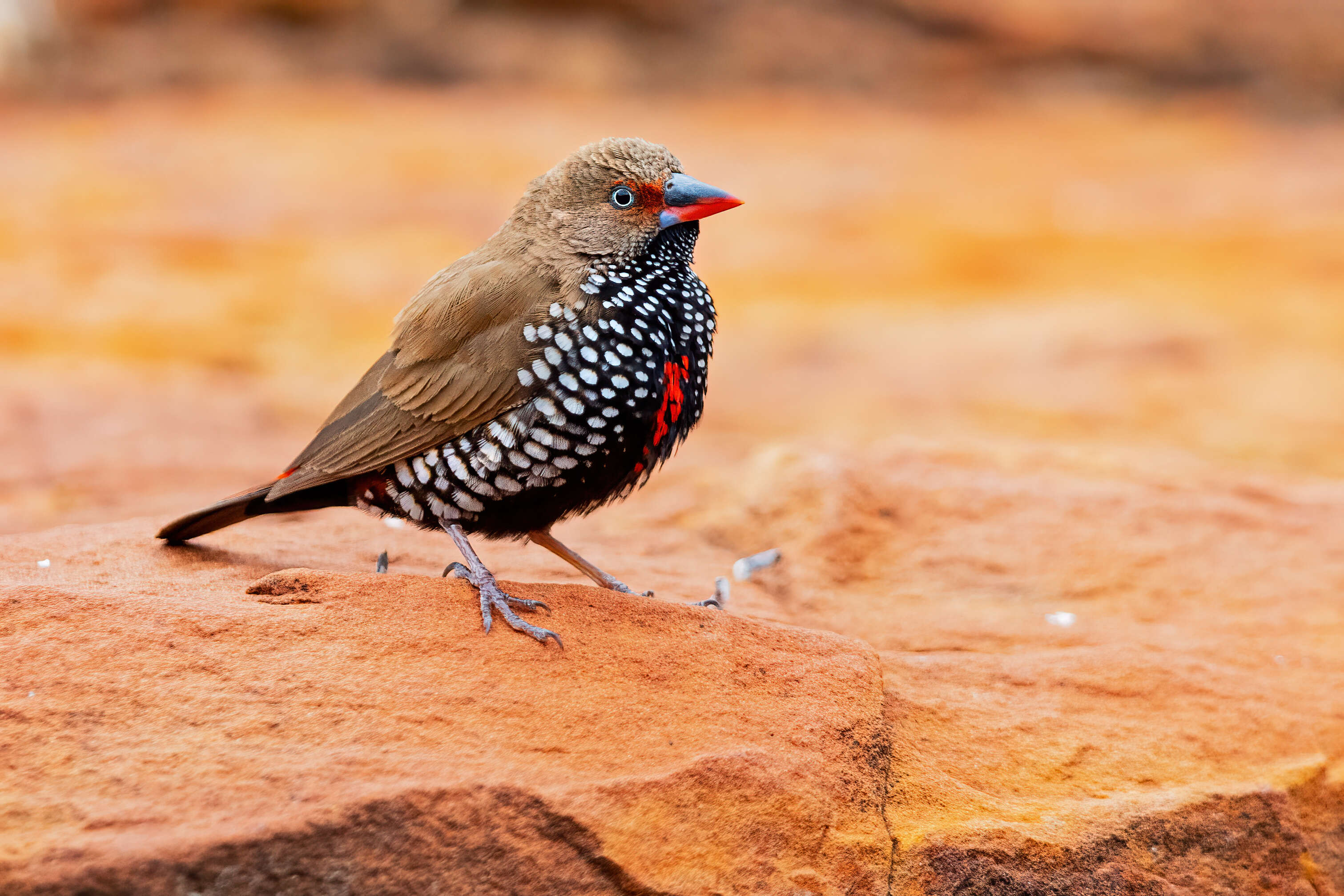 Image of Painted Finch