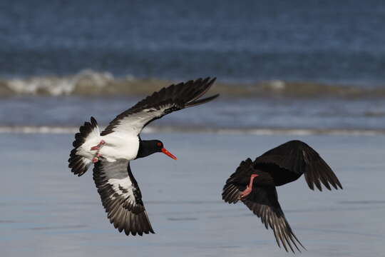 Image of Sooty Oystercatcher