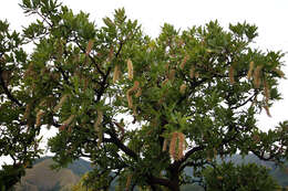 Image of Broad-leave beech