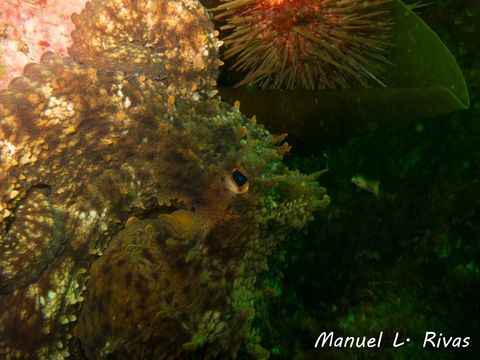 18.https www inaturalist org photos 4251791.580x360