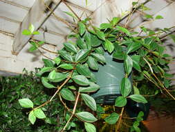 صورة Peperomia tetragona Ruiz & Pav.