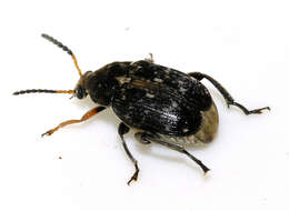 Image of Bean seed beetle