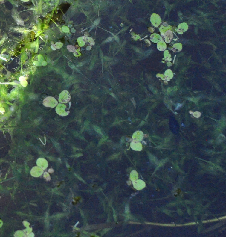 Image of <i>Spirodela polyrhiza</i>
