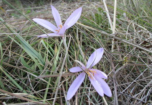 Image of Autumn crocus