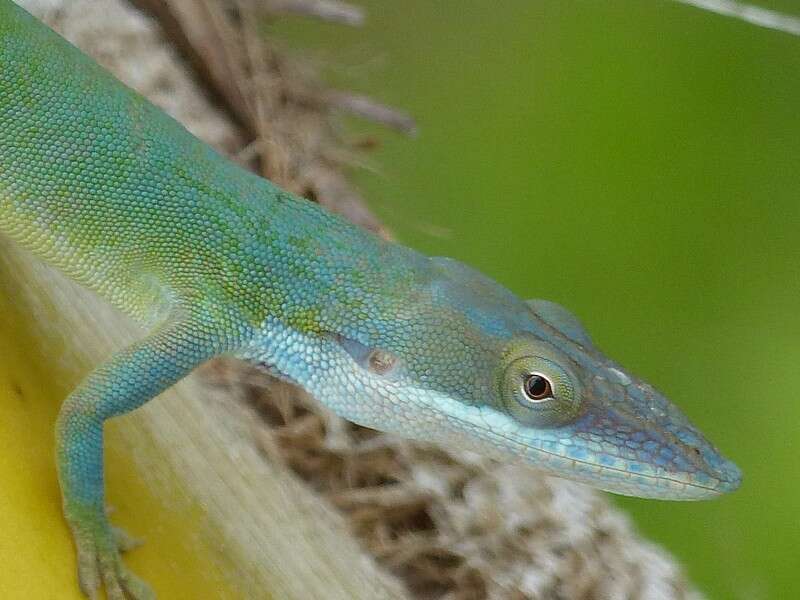 Image of Allison's Anole