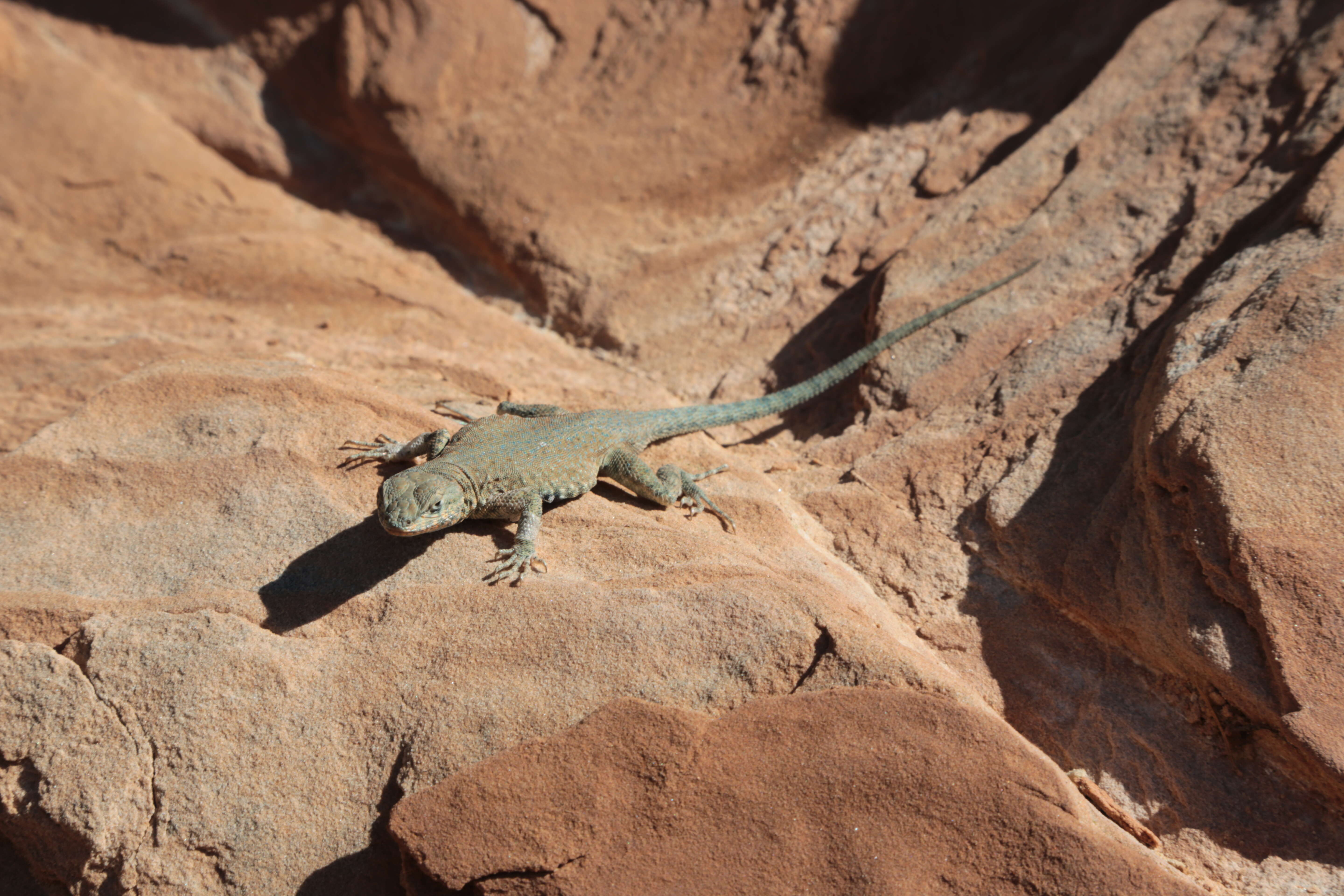 Image of common side-blotched lizard