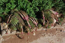 Image of Echinopsis oxygona