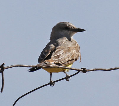 Image of Western Kingbird