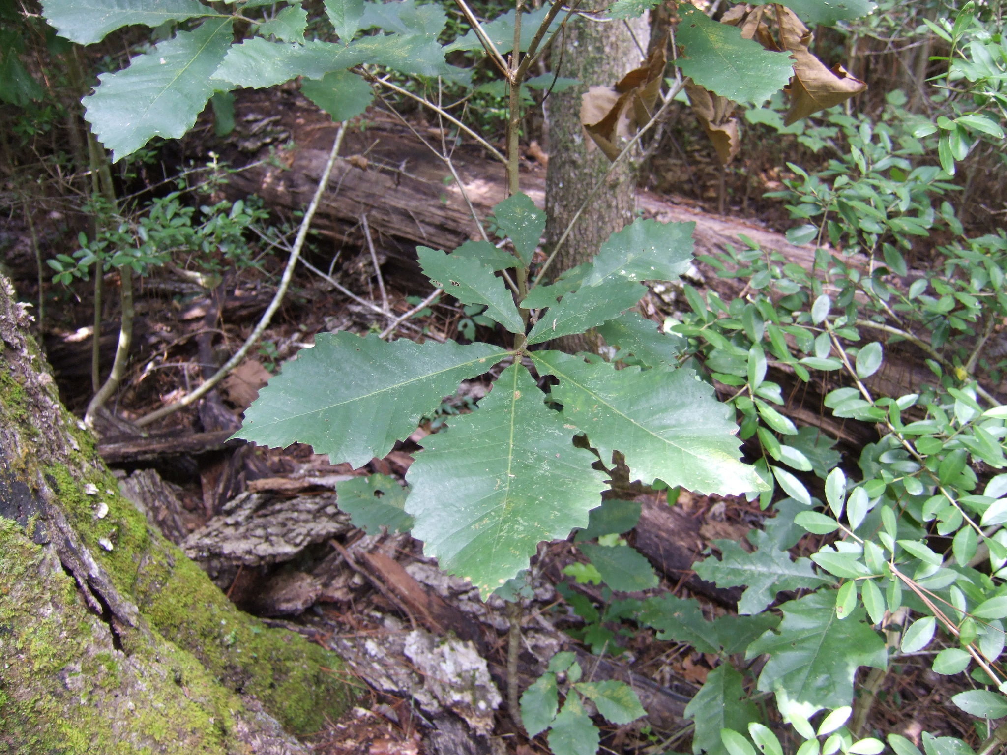 Image of <i>Quercus michauxii</i>