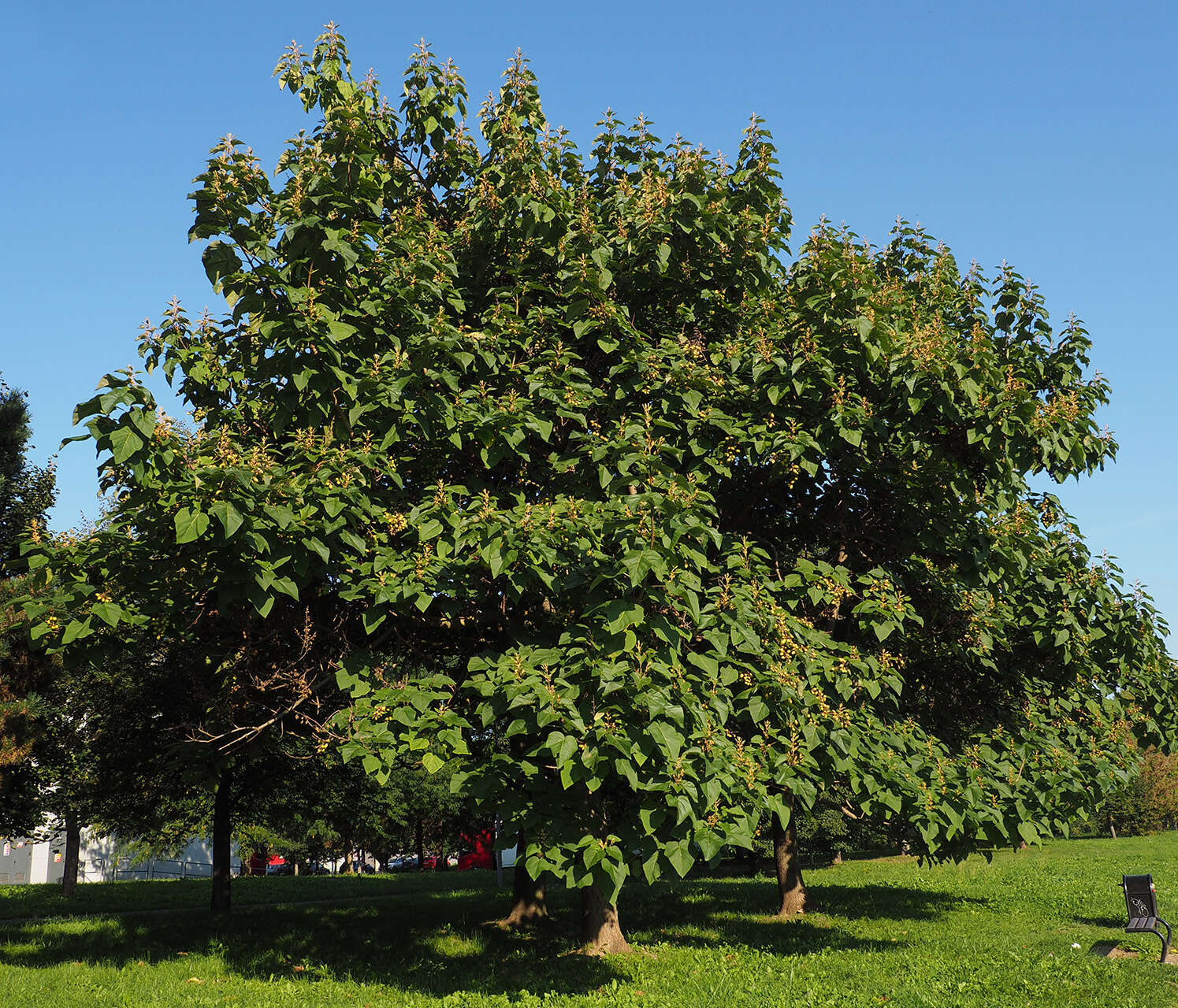 Image of princess tree