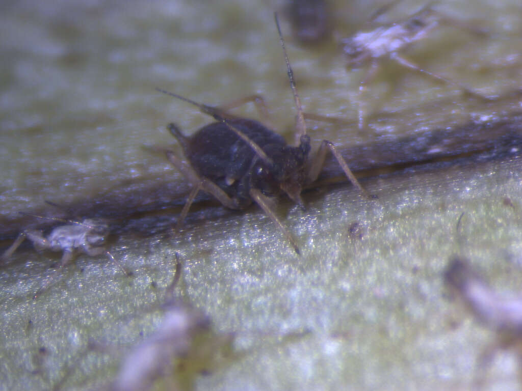 Image of Banana aphid