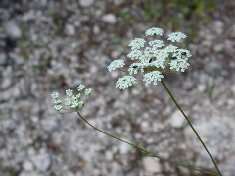 Image de Pimpinella peregrina L.