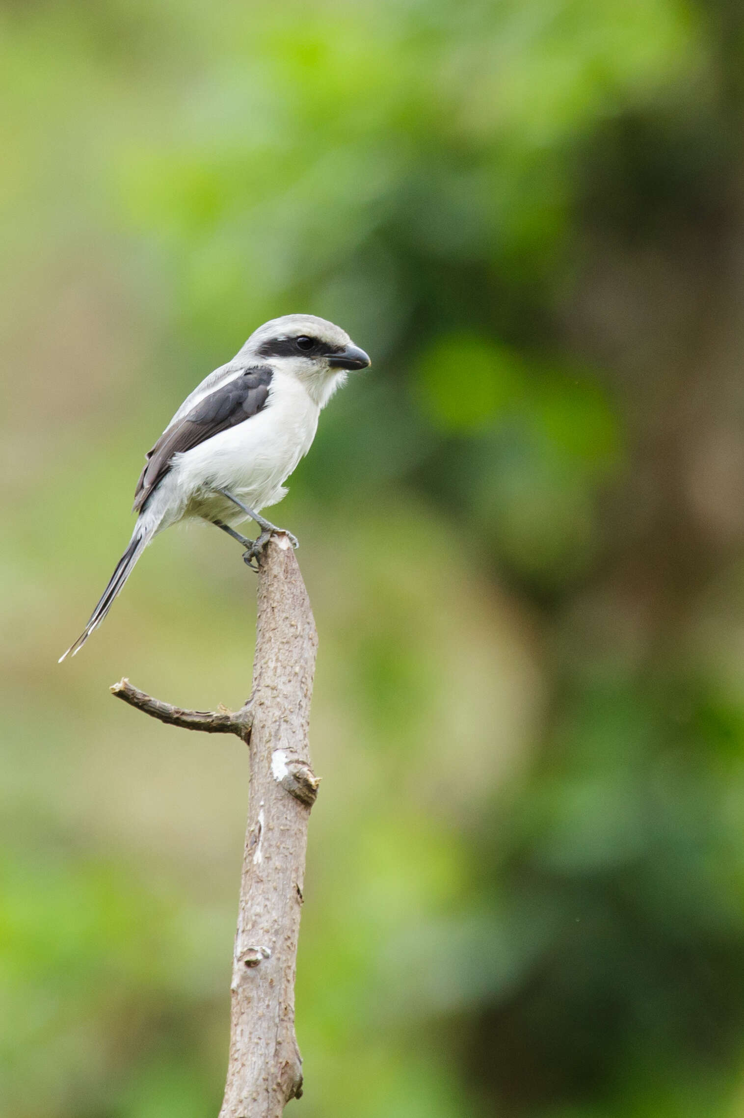 Image of Grey-backed Fiscal