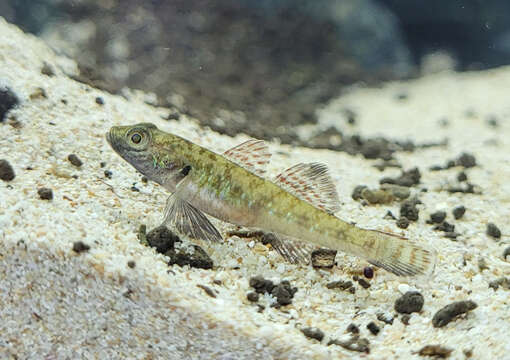 Image of Rhinogobius