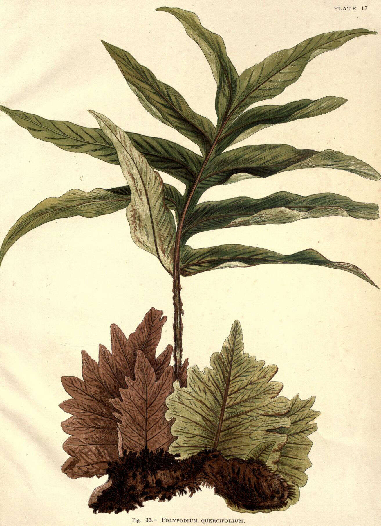 Image of basket fern