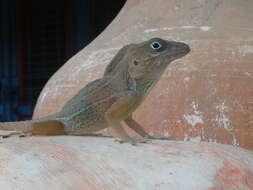 Image of Large-headed anole