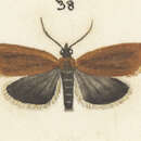 Imagem de Ascerodes prochlora Meyrick 1905