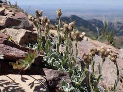 Imagem de Antennaria aromatica E. F. Evert