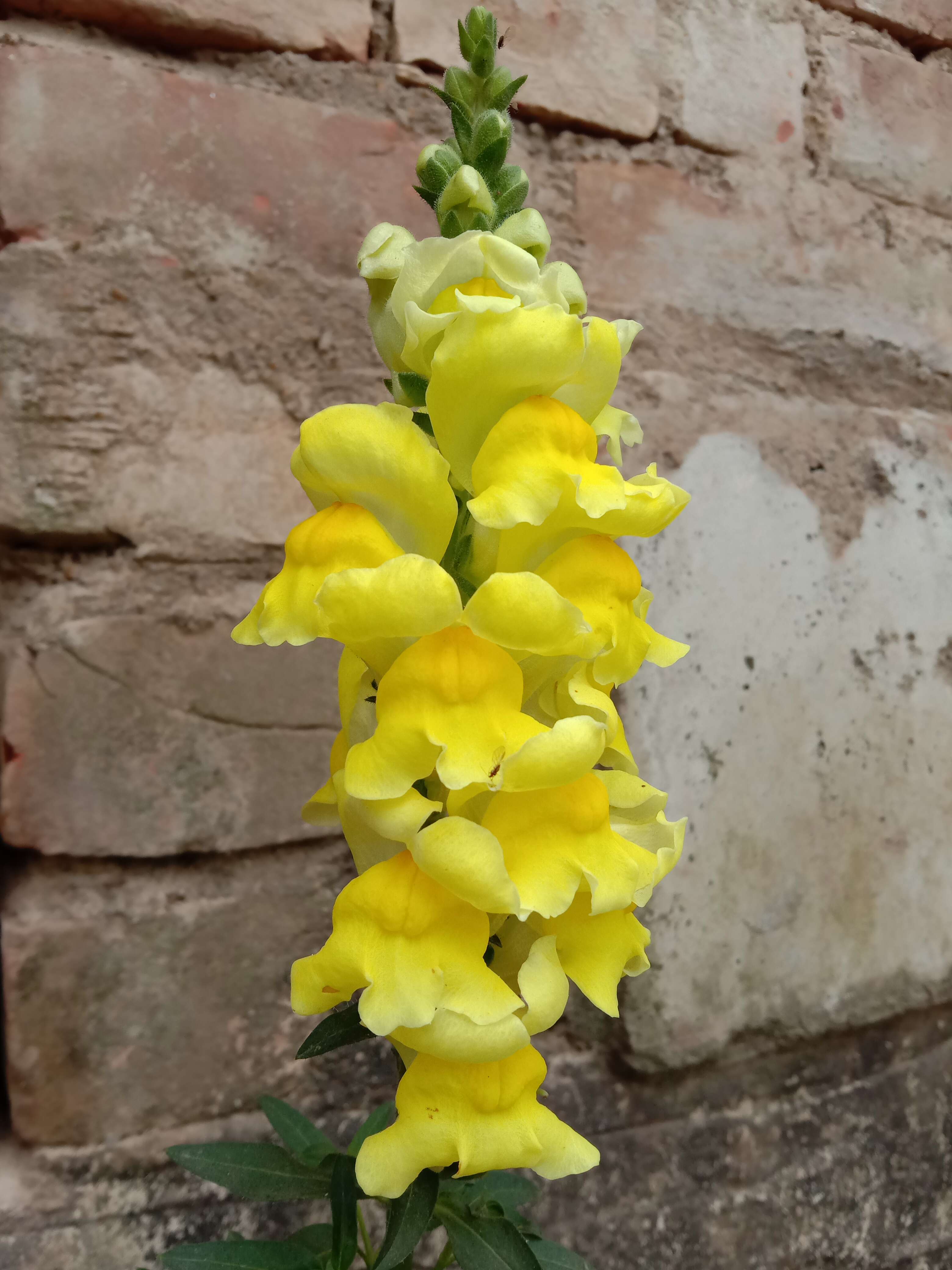 Image of garden snapdragon