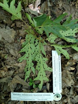 18.https www inaturalist org photos 4257559.580x360
