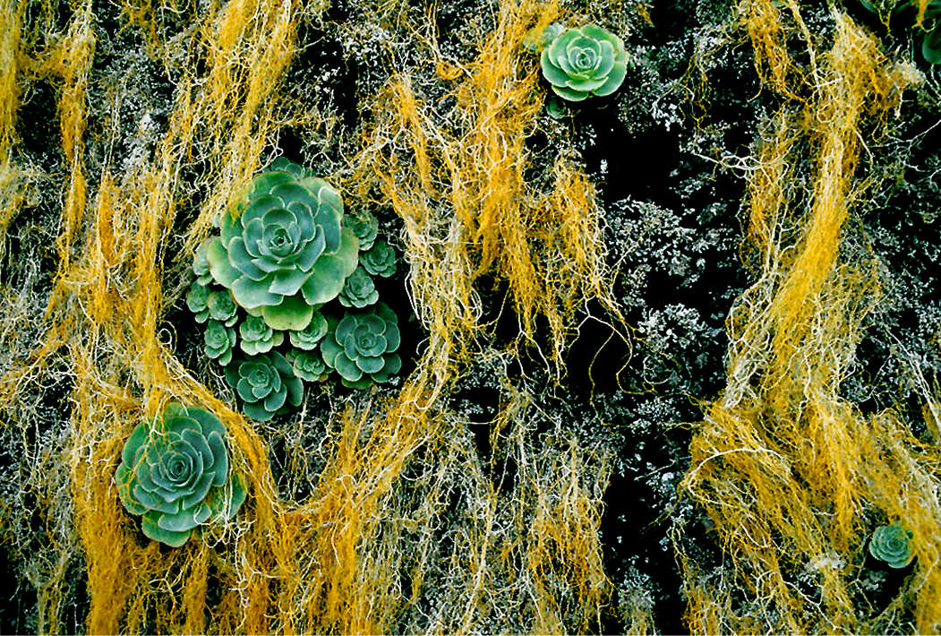 Image of Aeonium canariense (L.) Webb & Berth.