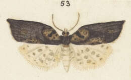 Image of brindled bell moth