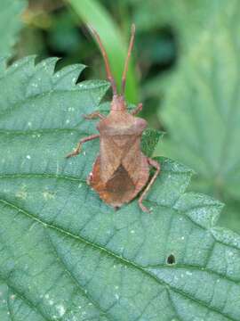 Image of Coreus