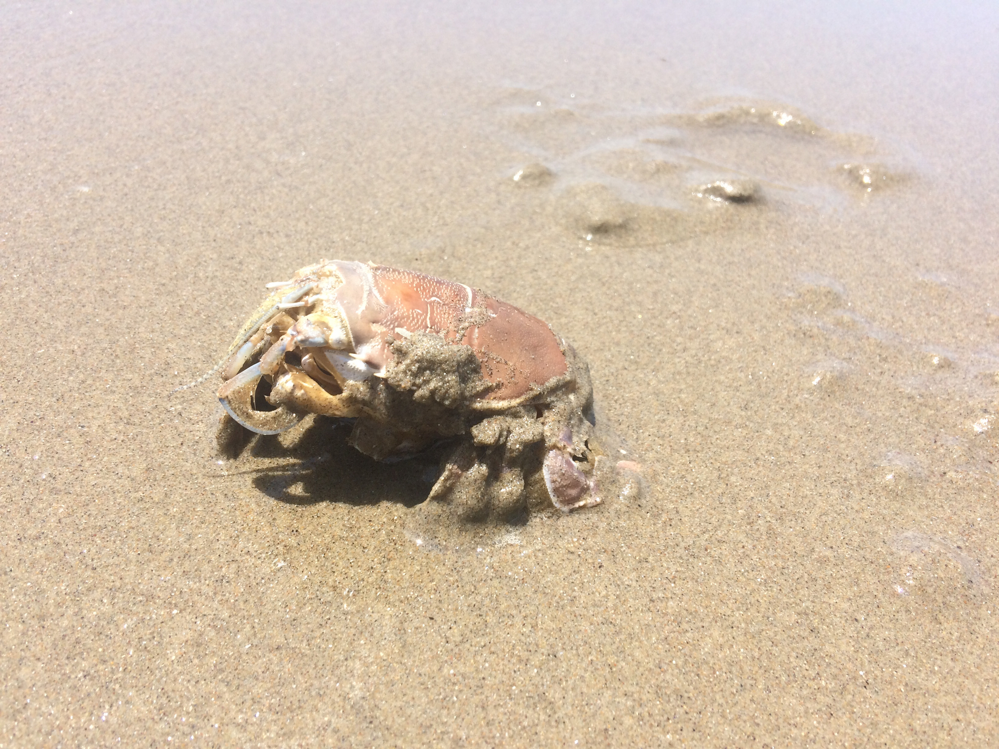 giant mole crab